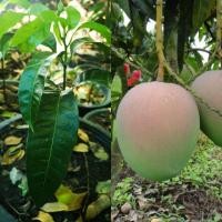 ราคา ต้นมะม่วง( โปร1แถม1 )R2E2 อาร์ทูอีกทู หรือแอฟเปิ้ลมะม่วง (7536062527)