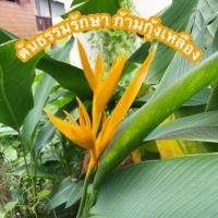 ราคา ต้นธรรมรักเหลือง ก้ามกุ้ง สร้อยกัทลี(ขายต้นเล็กและเหง้า) (15718893107)