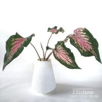 ราคา บอนสีฮกหลง ฮกหลง พร้อมกระถาง สินค้าตามรูป (14212966668)