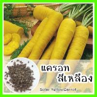 ราคา พร้อมส่ง ❗ รหัส 103 เมล็ดพันธุ์ OP แท้ แครอทสีเหลือง - Solar yellow carrot เมล็ดแครอท เมล็ดพันธุ์พืช เมล็ดพันธุ์ผัก (11302828616)