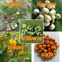 ราคา เมล็ดพันธุ์มะเขือพวง เมล็ดมะเขือขาว เมล็ดมะเขือเจ้าพระยา เมล็ดมะแว้ง เมล็ดมะเขือแจ้ ## มะเขือขื่น มะแข้งขม มะเขือเปราะ (29681755652)