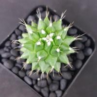 ราคา กระบองเพชร แคคตัส แมมปุยหิมะ 'อิรุซามุ' (537679414)