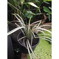 ราคา ว่านเศรษฐีไซ่ง่อน ค้าขายรีบปลูกด่วน ว่านเสี่ยงทายเมตตา มหานิยมแถมช่วยฟอกอากาศ (5648997277)