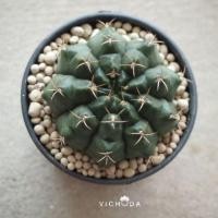 ราคา Cactus / G. Mihanovichii / ยิมโนมิฮา (707867180)