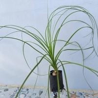 ราคา ต้นกล้าแซ่ม้าหัวโต ใบยาว 30 ซม.ฟอร์มสวยหัวใหญ่ประมาณ 4-6 ซม. (3472956292)