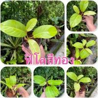 ราคา ฟิโลสีทอง ต้นไม้มงคล เรียกทรัพย์ ต้นไม้ฟอกอากาศในห้องนอน ต้นไม้เสริมโชคลาภบารมี (11592013224)