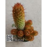 ราคา Mammillaria elongata. Lady finger cactus กระบองเพชรนิ้วทอง แมมนิ้วทอง (1069796013)