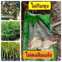 ราคา ต้นพันธุ์ไผ่กิมซุง หรือไผ่ตงลืมแล้ง จัดชุด 4 ต้น 200 บาท (7648154845)