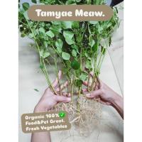 ราคา ตำแยแมว กัญชาแมว แมวฟิน ล้างราก สะอาด 10 ต้น คละไซส์ (42009102754)