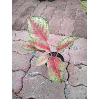 ราคา อโกลนีมา ชื่อสิบกะรัต ต้นเล็ก #อโกลนีมา #สิบกะรัต (10366039768)