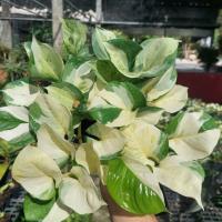 ราคา พลูแอปเปิ้ล Epipremnum Manjula (16237171101)