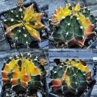 ราคา ไม้เพาะเมล็​ด​ ยิมโน​ ยิมโนด่าง​ Gymnocalycium​ แคคตัส​ Cactus​ กระบองเพชร​ (4483714315)