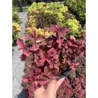 ราคา ต้นแดงชาลี มณีล้อมเพชร Aerva sanguinolenta กระถาง6นิ้ว (16977578626)