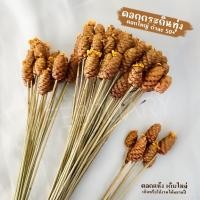 ราคา ดอกกระถินทุ่งแห้ง กำละ100+ดอก(ดอกใหญ่) ดอกแห้งธรรมชาติ ดอกไม้แห้ง ดอกไม้แห้งตกแต่งแจกัน หญ้าแห้ง ดอกไม้สำหรับตกแต่ง (27475755609)