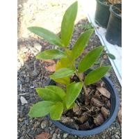 ราคา กวักมรกตกวักมงคลไม้ฟอกอากาศ (23519963339)