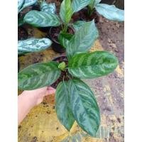 ราคา ต้นคฑาเงิน (เศรษฐีพันล้าน) ในกระถาง 5-6 นิ้วพร้อมตั้ง (21118422076)