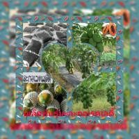 ราคา #เมล็ดพันธุ์มะละกอพันธุ์เรดเลดี้ (3212247343)