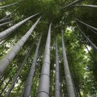 ราคา เมล็ดพันธุ์ ไผ่โมโซ ไผ่หนังจีน ไผ่ญี่ปุ่น moso bamboo 30 เมล็ด (8952955055)