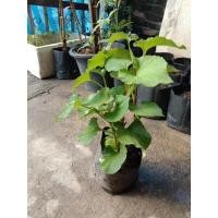 ราคา ต้น สมุนไพรพลูคาวตอง (8073838874)