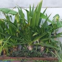 ราคา ใบพลับพลึงตัดสด ต้นพลับพลึงสีขาว (29951101542)