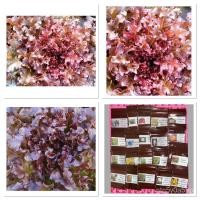 ราคา （เมล็ด）ผักสลัดโบลว์แดง (Red Salad Bowl Lettuce Seed) =100เมล็ด/งอก ปลูก/งอก เมล็ด/งอก ชุด (20677984605)
