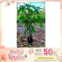 ราคา ต้นมะม่วงขายตึก (มะม่วงพันธุ์โบราณของแปดริ้ว) (17313968863)