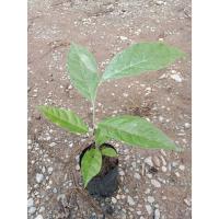 ราคา ต้นพันธุ์ มะหลอด ถุงดำพร้อมปลูก 29 บาท มะหลอด นิยมบริโภคสดเป็นผลไม้ ทางภาคเหนือนำไปทำส้มตำ มะหลอด ผลไม้ป่าสวยสดใส (28992063095)