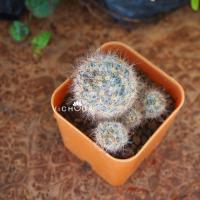 ราคา Cactus / M. Prolifera ssp / แมมเม็ดพริก / กระบองเพชร (1563403163)