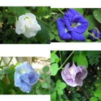 ราคา เมล็ดพันธุ์ ดอกอัญชัน อัญชัน กลีบซ้อน 5 ชั้น ( Butterfly Pea Seed ) สี ฟ้า,ม่วง,ขาว จำนวนเมล็ดอยู่ท (26605316173)