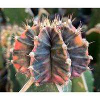 ราคา ยิมโนด่างหัวสี ไม้เมล็ด Gymnocalycium hybrid seedling แคคตัส กระบองเพชร cactus&succulent (26653364096)