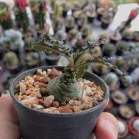 ราคา มะพร้าวทะเลทราย (Dorstenia foetida) "กระถาง 2.5 นิ้ว" (289721949)