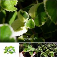 ราคา ต้นหูเสือด่าง หอมด่วนหูเสือ หอมด่วนหลวง เนียมหูเสือ สมุนไพร​ไทย​ ผักสวนครัว (17736733004)