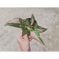 ราคา เงินไหลมาด่างชมพู เงินไหลมา (8566387954)