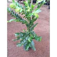 ราคา ต้นเมตตามหานิยม/ขนาด50-60ซม./ไม้มงคลนิยมปลูกหน้าบ้านเสริมบารมีเป็นเมตตามหานิยม (3181534949)