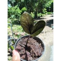 ราคา กวักมรกตดำเชื้อด่าง ใบด่าง ก้านด่าง (10915755891)