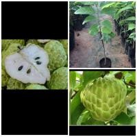 ราคา ต้นน้อยหน่าเพชรปากช่อง.แบบเสียบยอด (7382951297)