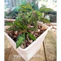 ราคา ยูโฟเบียไดโนเสาร์ (ฟอร์มกอ พร้อมกระถาง) (12524934678)