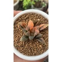 ราคา haworthia obtusa corazon variegated (3979435881)