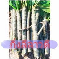 ราคา กิ่งลีลาวดี สีขาวเหลืองและชมพูเข้ม,ดอกลีลาวดี,ดอกลั่นทม,ต้นลั่นทม,ต้นลีลาวดี (11112859352)