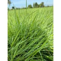 ราคา พันธุ์หญ้าแพงโกล่า บรรจุ 10 กิโลกรัม (25785260816)