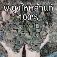 ราคา (พร้อมส่ง) เมล็ดพะยูงไหหลำแท้100% พยุงไหหลำอัตราการงอกสูง (50เมล็ด/70บาท) (7836414434)