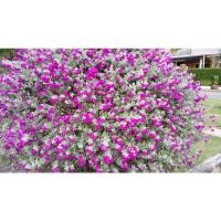 ราคา ขายต้นนีออน ใบเงิน ดอกสีม่วงสดสวยปลูกดูแลง่าย ดอกตลอดปี พุ่มสวย กระถาง11นิ้ว ราคาถูกเสียหายจากการขนส่งเคลมฟรีค่ะ (24634898123)