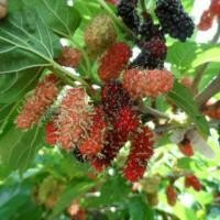 ราคา กิ่งชำหม่อนใหม12กิ่ง 100บาท (6342747868)