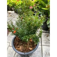 ราคา ต้นทับทิมแคระ#กระถาง 8 นิ้ว (26107122934)