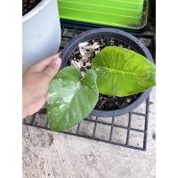 ราคา บอนกระดาดด่างขาว บอนด่าง (8888541925)