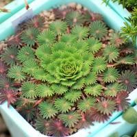 ราคา Oxalis palmifrons (อ็อกซาลิสพาลมิฟอนส์) (10151183450)