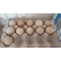 ราคา ไข่ไก่เชื้อพื้นเมืองประดู่หางดำสำหรับฟัก (10430257984)