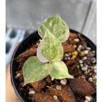 ราคา ต้นโชค9ชั้น ด่างขาว ด่างชมพู (15387220139)