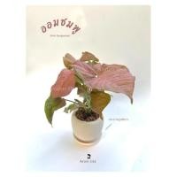 ราคา ต้นออมชมพู✨สินค้าใหม่✨ต้นออมชมพูพร้อมกระถางปูนงานแฮนด์เมด ต้นเงินไหลมาสีชมพู ไม้เลื้อยเรียกทรัพย์ไม้มงคล (13284692891)