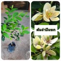 ราคา ต้นจำปีแขก จำปีแขก (43352582791)